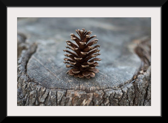 "Pine Cone"