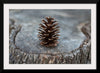 "Pine Cone"