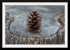 "Pine Cone"