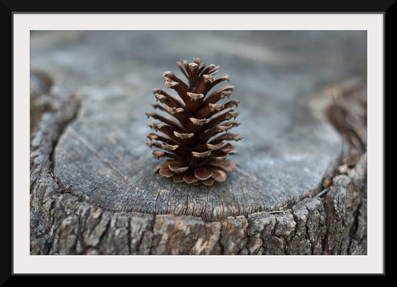 "Pine Cone"