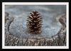 "Pine Cone"