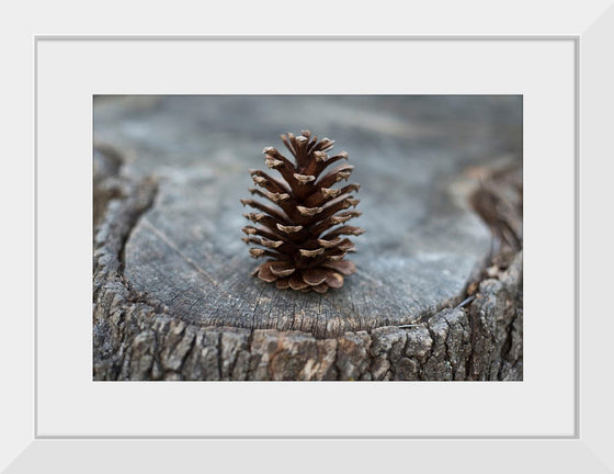 "Pine Cone"