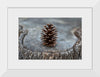 "Pine Cone"