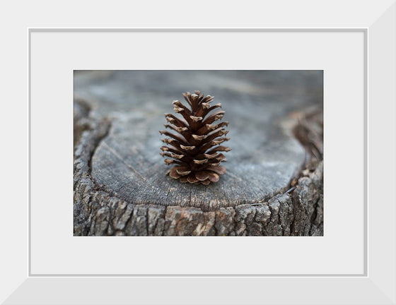 "Pine Cone"