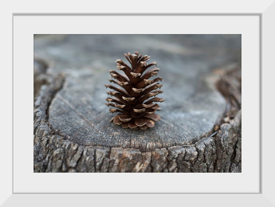 "Pine Cone"