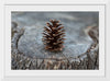 "Pine Cone"