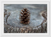 "Pine Cone"