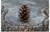 "Pine Cone"