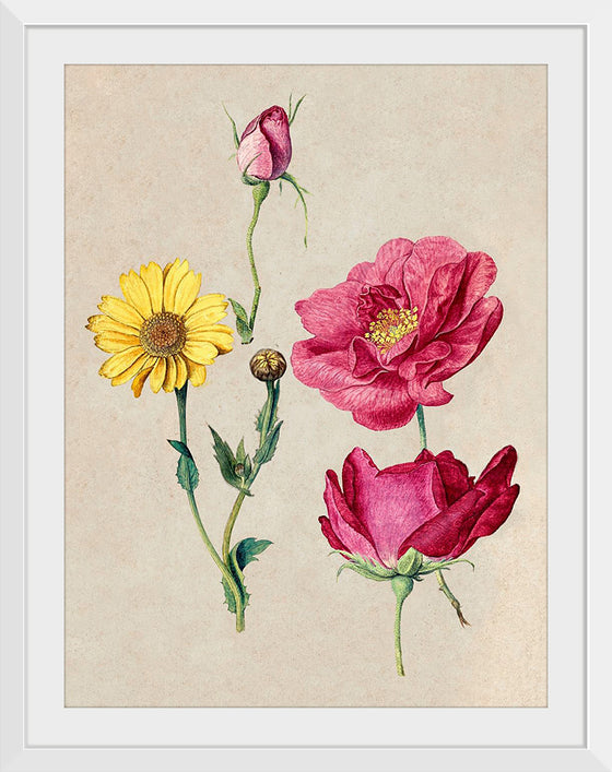 "A Sheet of Studies with French Roses and an Oxeye Daisy", Jacques Le Moyne