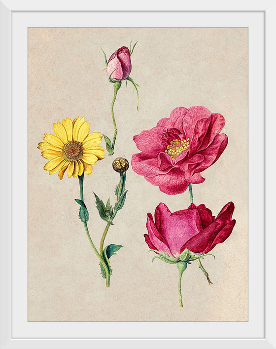 "A Sheet of Studies with French Roses and an Oxeye Daisy", Jacques Le Moyne