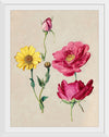 "A Sheet of Studies with French Roses and an Oxeye Daisy", Jacques Le Moyne