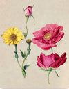 "A Sheet of Studies with French Roses and an Oxeye Daisy", Jacques Le Moyne