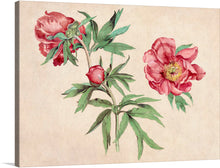  Immerse yourself in the serene beauty of this exquisite print, a reproduction of the “Studies of Peonies” by Martin Schongauer. Each petal of the vibrant pink peonies is painted with meticulous detail, exuding a silent melody of grace and elegance. The lush green leaves weave a dance around the blooms, creating a harmonious symphony of nature’s splendor.