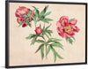 "Studies of Peonies (1472-1473)", Martin Schongauer