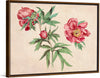 "Studies of Peonies (1472-1473)", Martin Schongauer