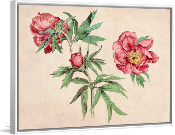 "Studies of Peonies (1472-1473)", Martin Schongauer