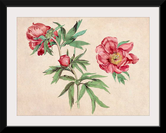 "Studies of Peonies (1472-1473)", Martin Schongauer