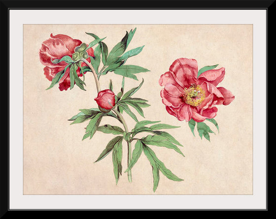 "Studies of Peonies (1472-1473)", Martin Schongauer