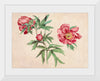 "Studies of Peonies (1472-1473)", Martin Schongauer