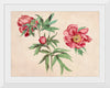 "Studies of Peonies (1472-1473)", Martin Schongauer