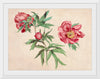 "Studies of Peonies (1472-1473)", Martin Schongauer