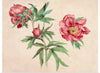 "Studies of Peonies (1472-1473)", Martin Schongauer