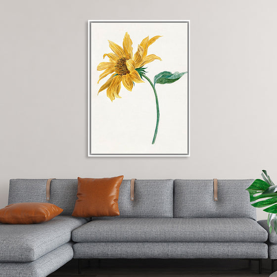 "Branch with a sunflower", Michiel van Huysum