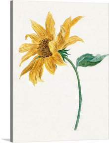  “Branch with a sunflower” by Michiel van Huysum is a beautiful print that would make a great addition to any art collection. The print features a single sunflower with a long stem and a single leaf. 