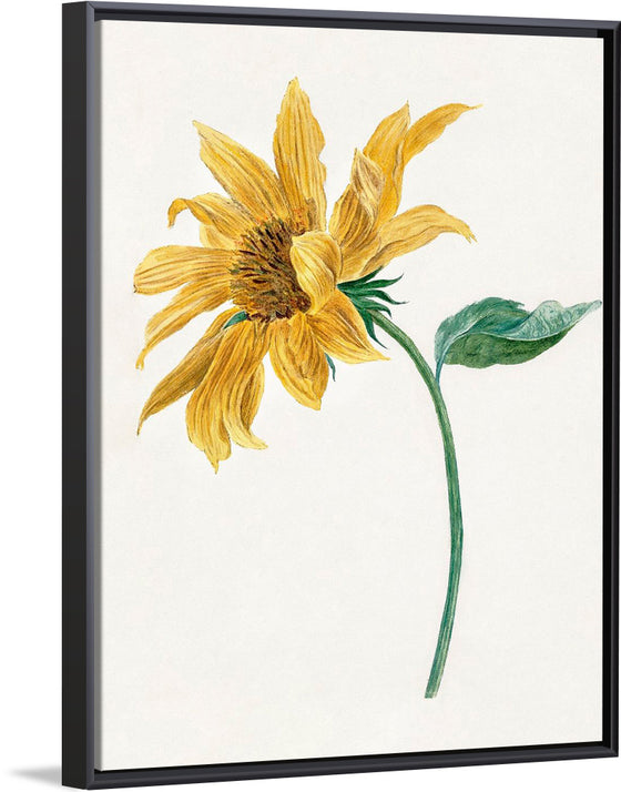 "Branch with a sunflower", Michiel van Huysum