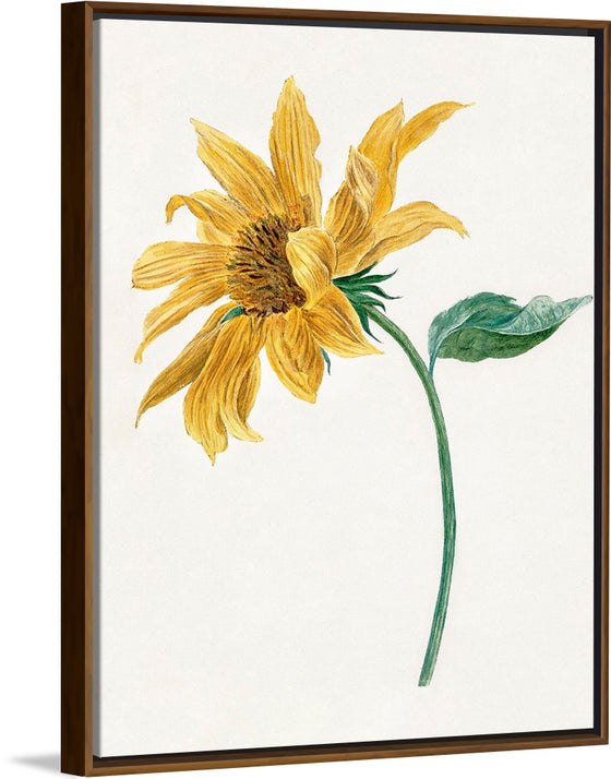 "Branch with a sunflower", Michiel van Huysum