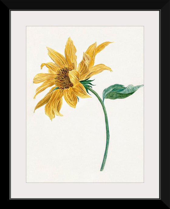 "Branch with a sunflower", Michiel van Huysum