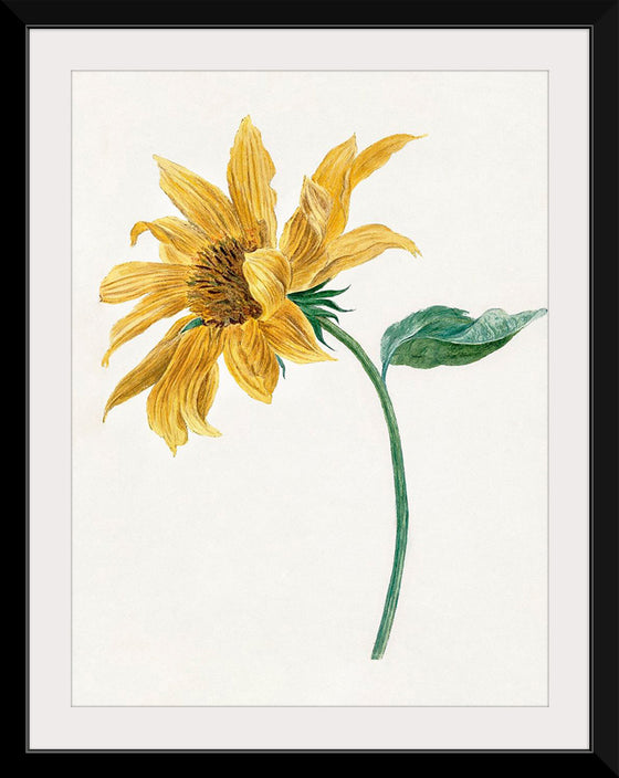 "Branch with a sunflower", Michiel van Huysum