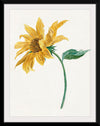 "Branch with a sunflower", Michiel van Huysum
