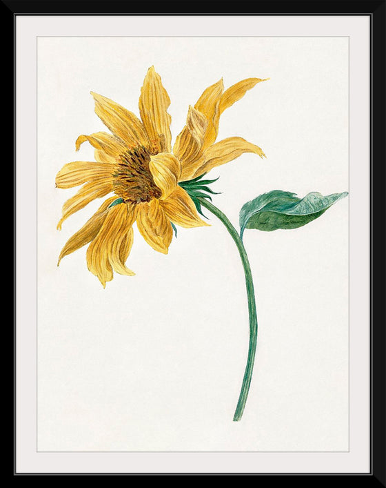 "Branch with a sunflower", Michiel van Huysum