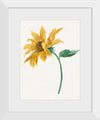 "Branch with a sunflower", Michiel van Huysum