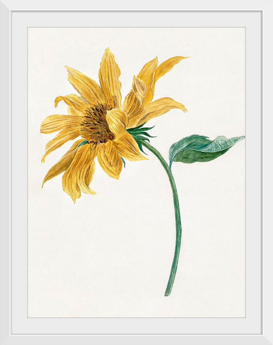 "Branch with a sunflower", Michiel van Huysum