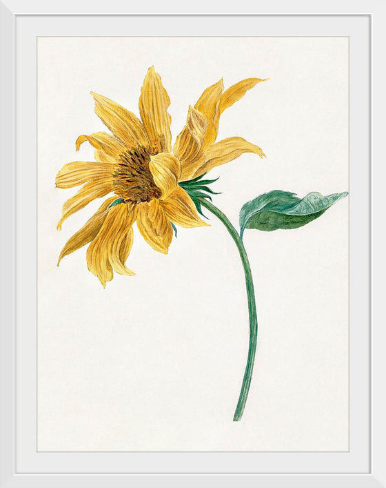 "Branch with a sunflower", Michiel van Huysum