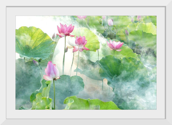 "Lotus summer"