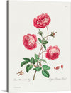 Immerse yourself in the timeless beauty of this exquisite print, capturing the delicate elegance of “Larger Provence Rose” in full bloom. Each petal, leaf, and bud are rendered with meticulous detail, bringing to life the vibrant hues and intricate textures that embody the essence of this beloved flower. The illustration also includes a detailed depiction of the root structure, adding an educational touch to its aesthetic appeal.