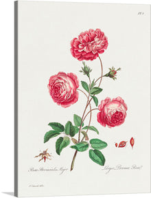  Immerse yourself in the timeless beauty of this exquisite print, capturing the delicate elegance of “Larger Provence Rose” in full bloom. Each petal, leaf, and bud are rendered with meticulous detail, bringing to life the vibrant hues and intricate textures that embody the essence of this beloved flower. The illustration also includes a detailed depiction of the root structure, adding an educational touch to its aesthetic appeal.