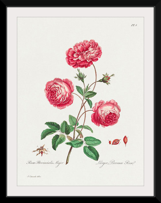 "Larger Provence Rose (1770–1775)", John Edwards