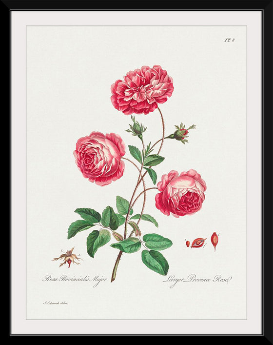 "Larger Provence Rose (1770–1775)", John Edwards