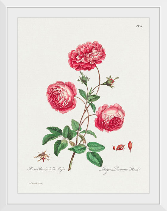 "Larger Provence Rose (1770–1775)", John Edwards