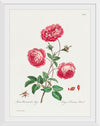 "Larger Provence Rose (1770–1775)", John Edwards