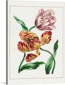  This exquisite print captures the timeless elegance of two blooming tulips. Rendered with meticulous detail and vibrant colors, the petals dance between realism and fantasy, breathing life into the artwork. The white and pink striped tulip, with its petals open wide, and the partially open yellow tulip adorned with red stripes, stand out against the white background. 