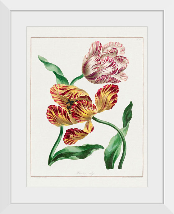 "Various Tulips", John Edwards