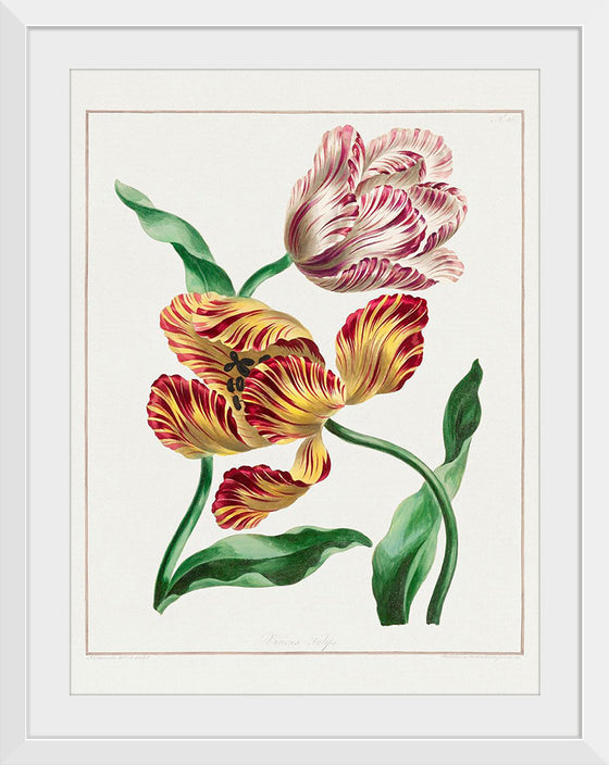 "Various Tulips", John Edwards