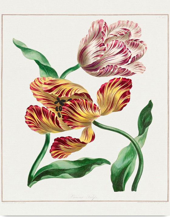 "Various Tulips", John Edwards