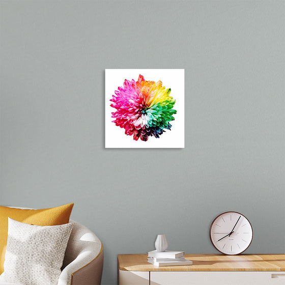 "Multicolored Chrysanthemum"