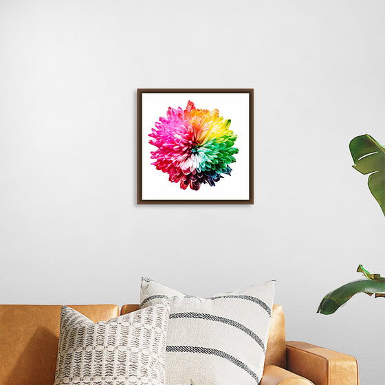 "Multicolored Chrysanthemum"